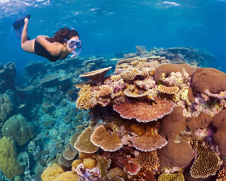 Snorkelling on the Great Barrier Reef - image courtesy of ANZCRO.